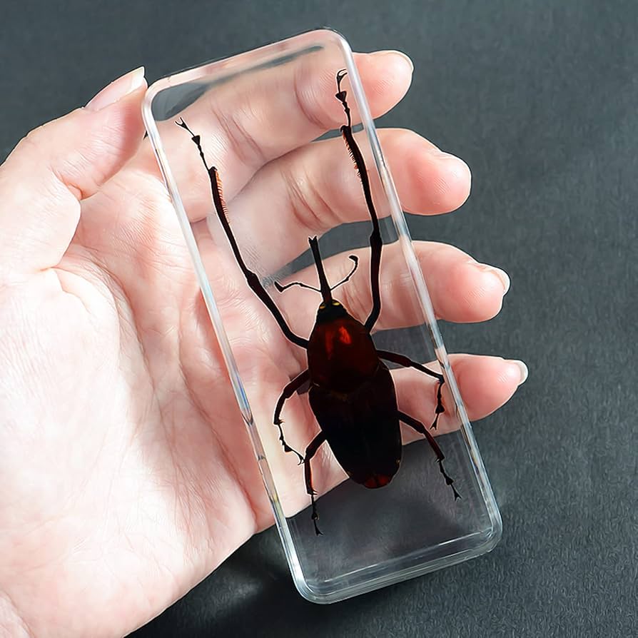 世界の色々なカマキリ カマキリ 標本 抜け殻 死骸